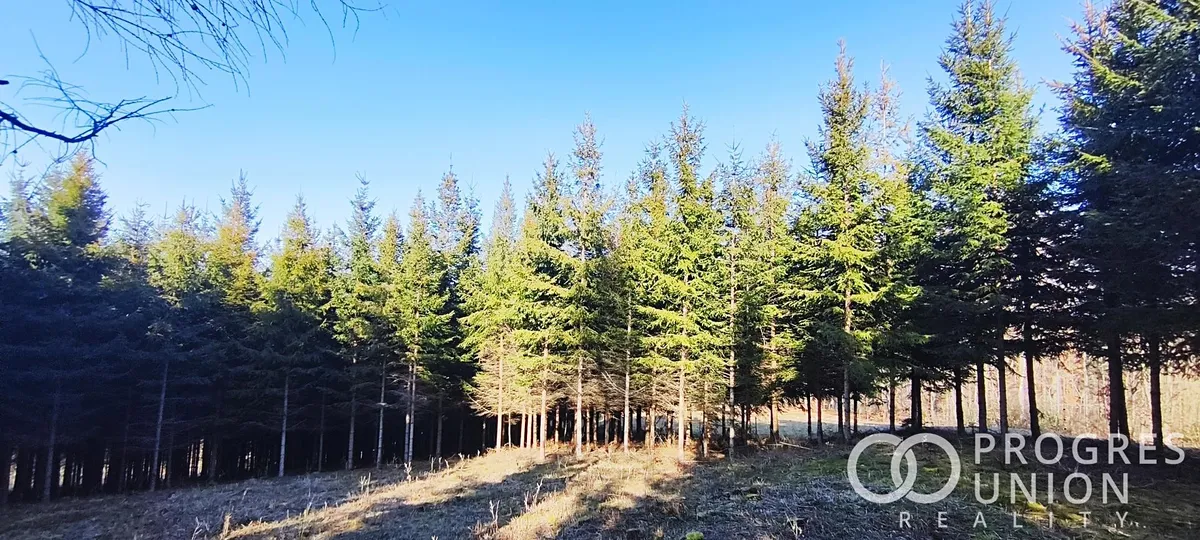 Prodej lesa 3762 m²